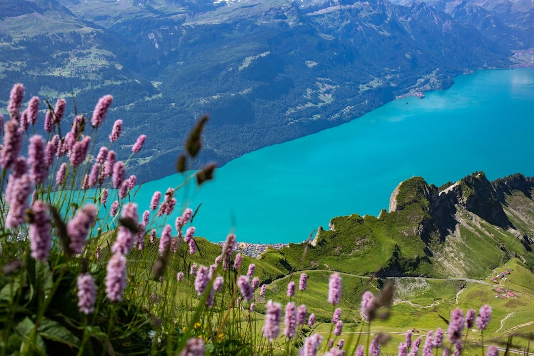 swiss lake view